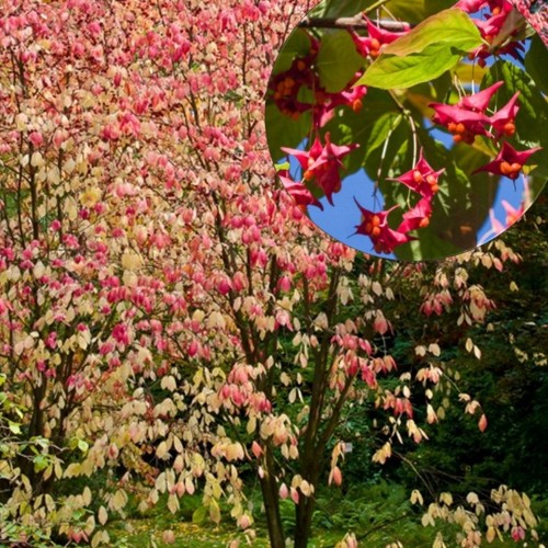 Euonymus macropterus - Suuretiivaline kikkapuu C4/4L